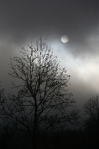 Tree branch light cloud Photo