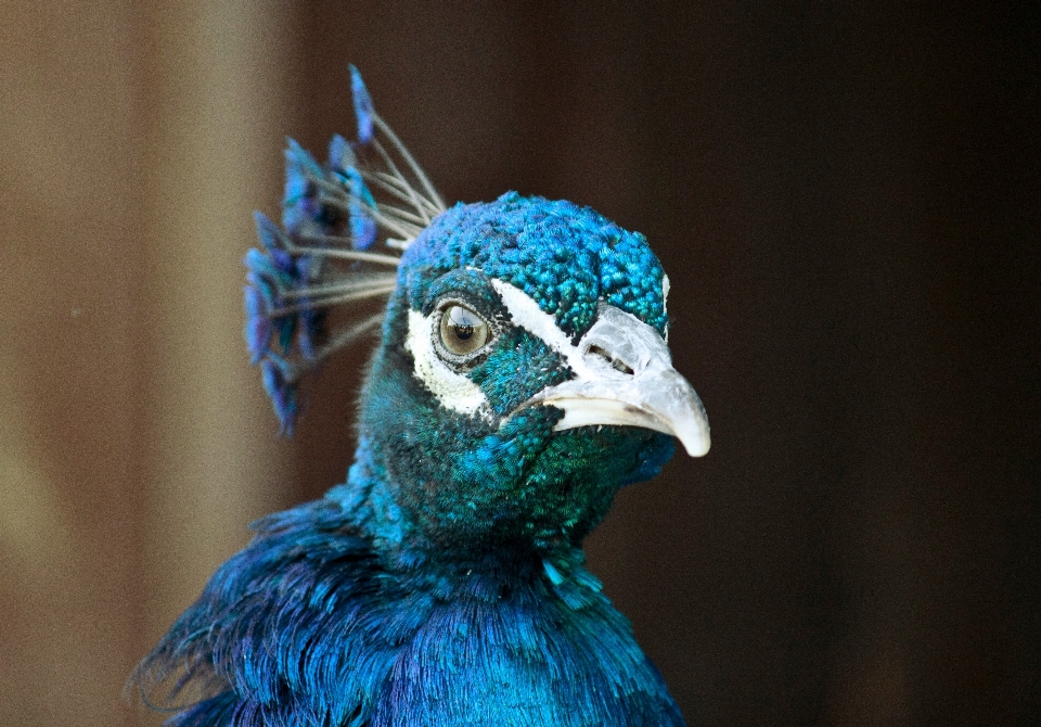 Natura uccello ala becco