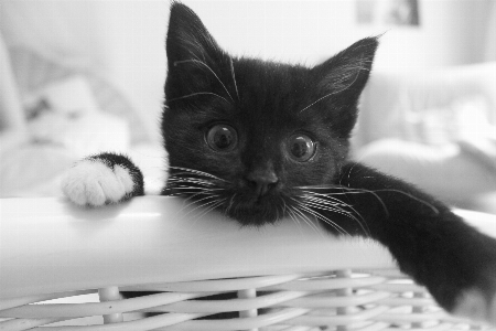 Foto Bianco e nero
 gattino gatto