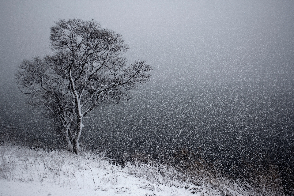 Tree branch snow winter