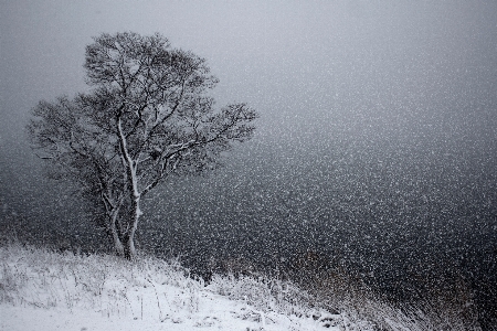 Tree branch snow winter Photo