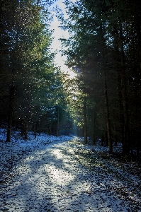 Tree nature forest branch Photo