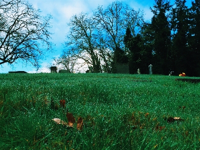 Baum natur wald gras Foto