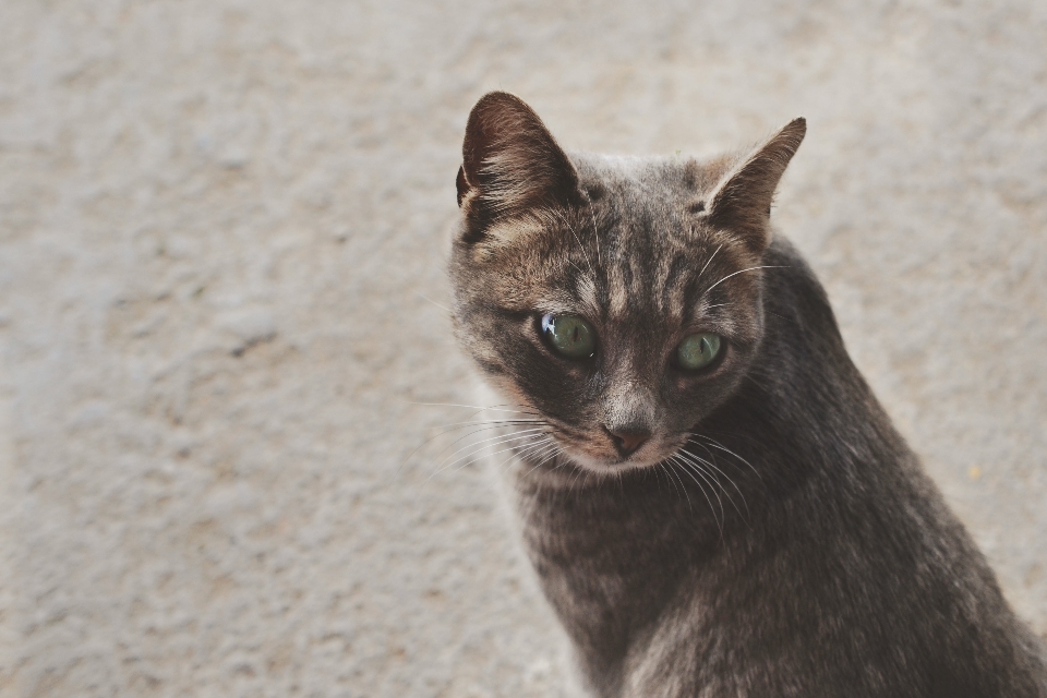 Animale domestico gattino gatto