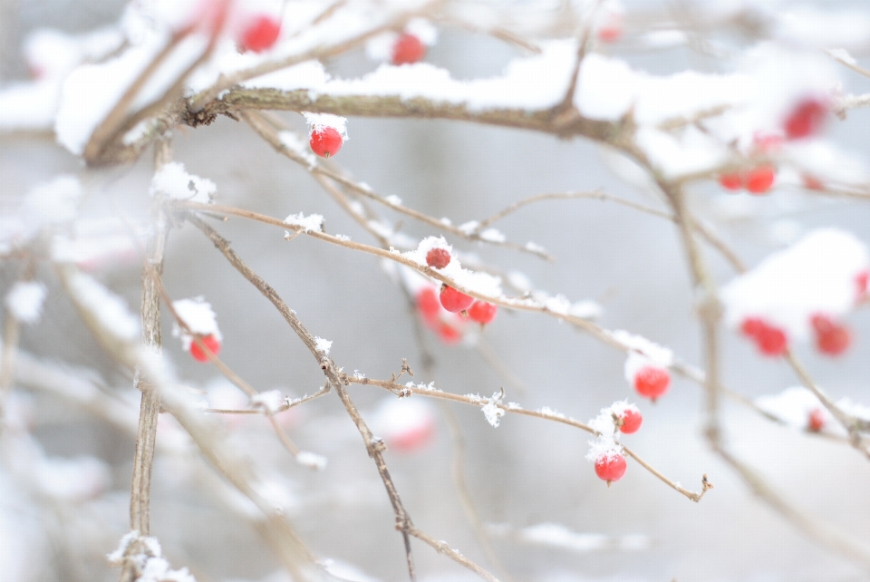 Albero ramo fiore nevicare