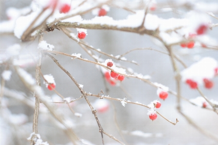 Tree branch blossom snow Photo