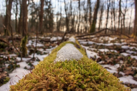 Tree nature forest grass Photo