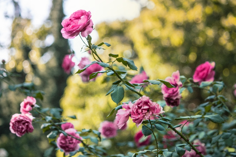 Natur zweig blüte anlage