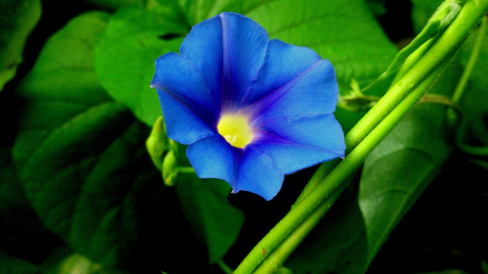 自然 植物 花 花弁