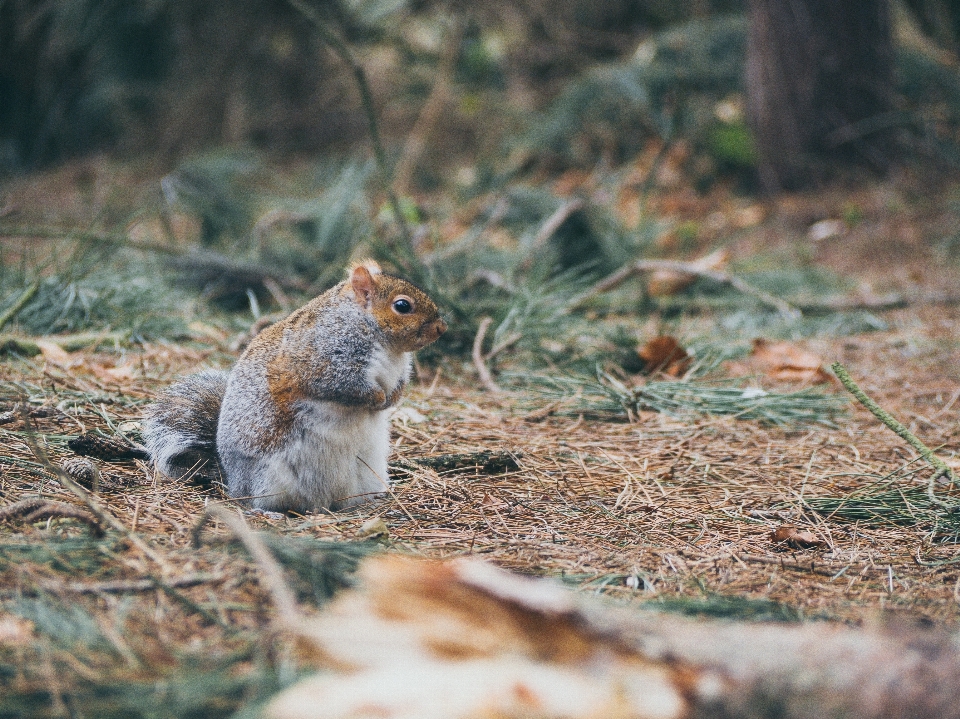 Natura zwierzę dzikiej przyrody jesień