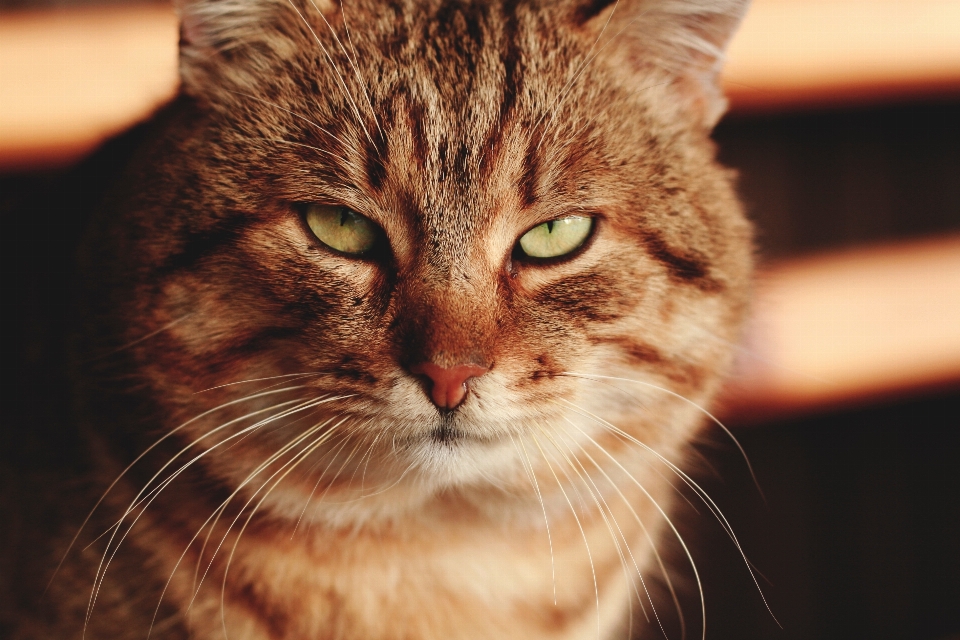 Gato mamífero de cerca
 nariz