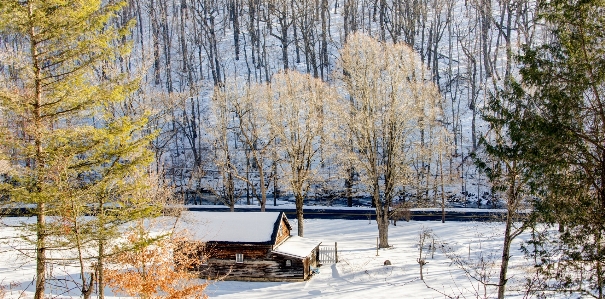 Baum wald zweig schnee Foto