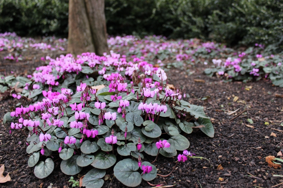 Anlage blume botanik
 garten