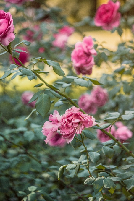 Blossom plant flower petal