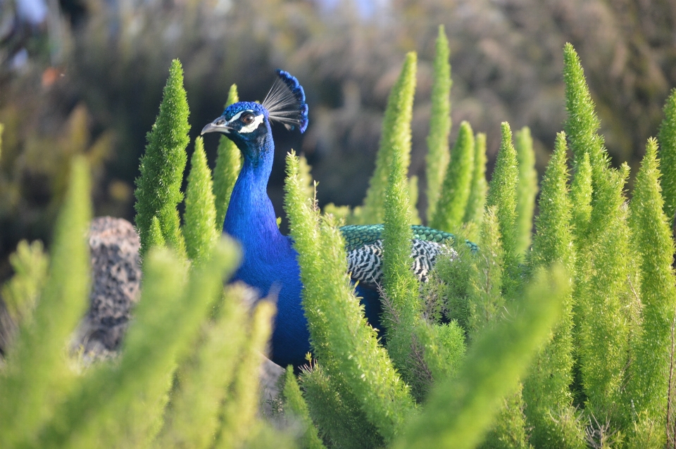 Natura erba uccello pianta