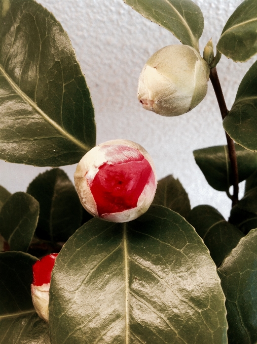 木 ブランチ 花 植物