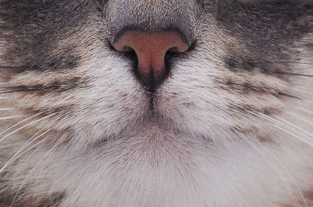 Fur cat mammal yawn Photo