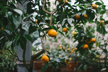 Tree branch plant fruit Photo