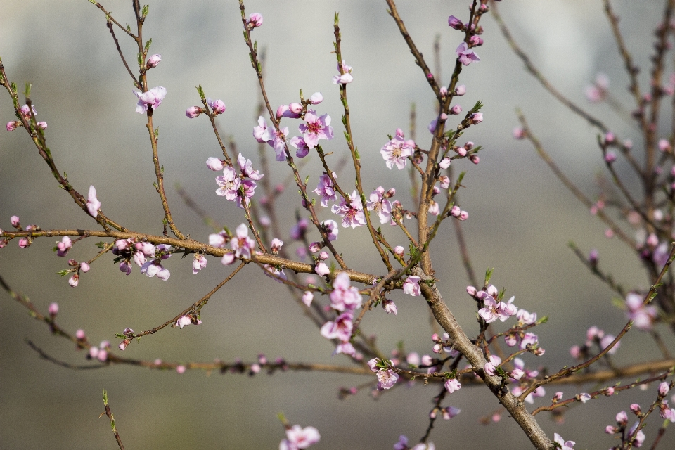 Ramo fiore pianta foglia