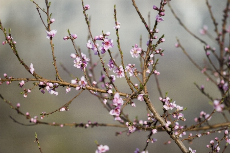 Branch blossom plant leaf Photo