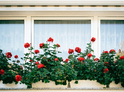 Bitki çiçek pencere gül Fotoğraf