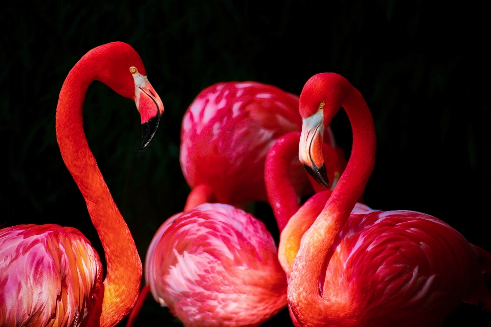 Oiseau fleur pétale animal