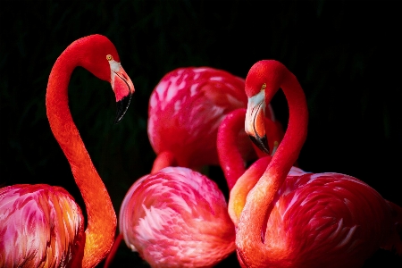 Bird flower petal animal Photo