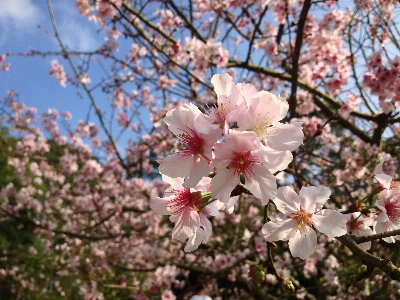 Foto Albero ramo fiore pianta