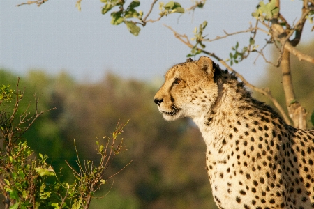 Adventure animal wildlife cat Photo