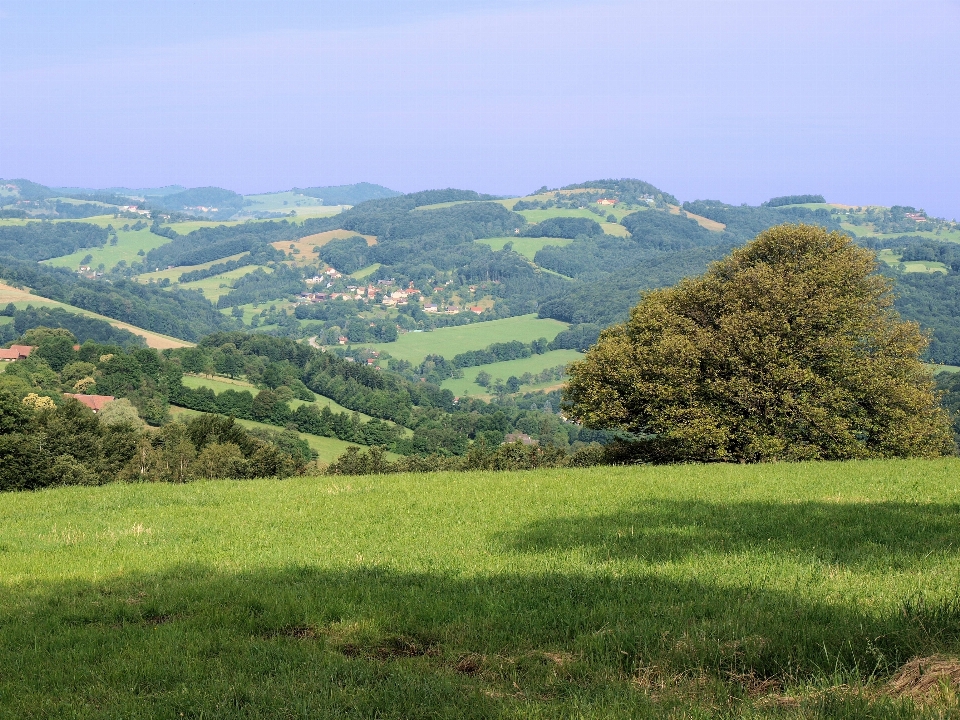 Paisaje árbol naturaleza bosque