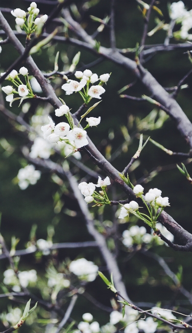 Albero natura ramo fiore