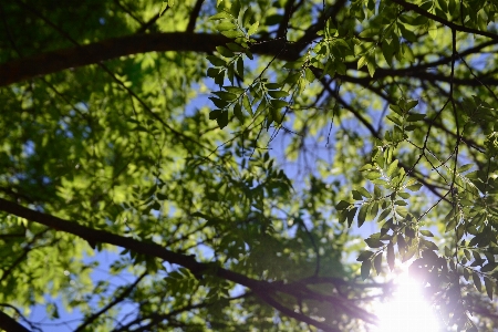 Foto árbol naturaleza bosque rama