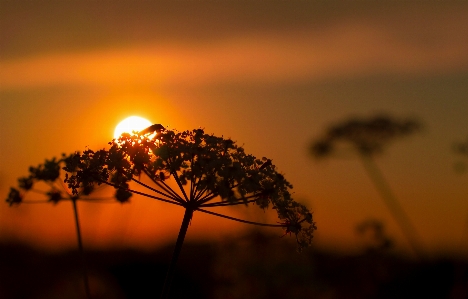 Nature horizon silhouette light Photo