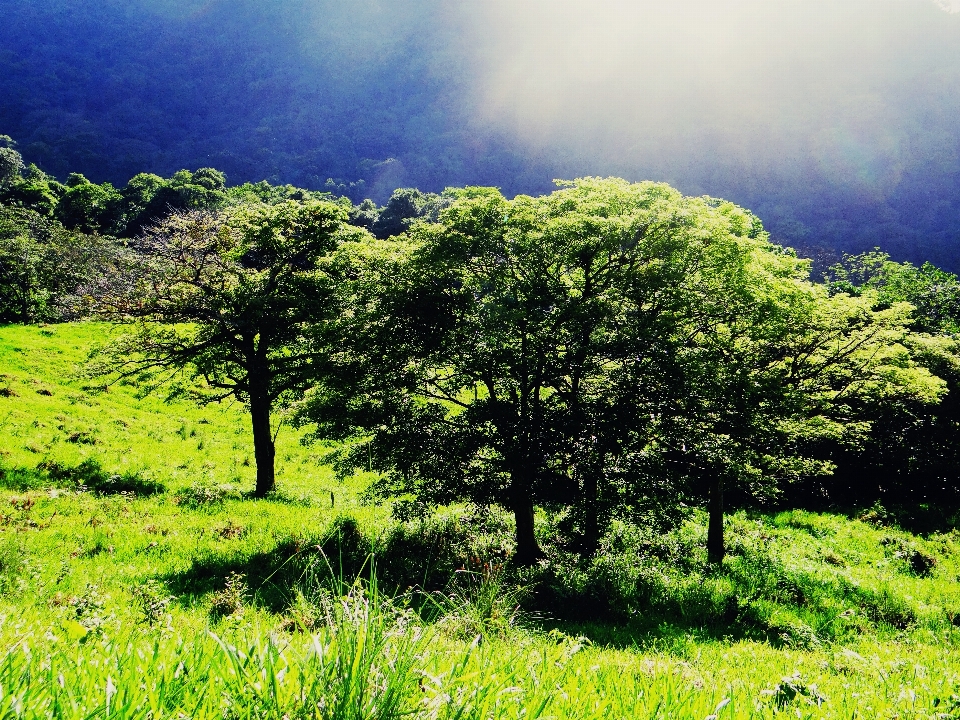 Paesaggio albero natura foresta