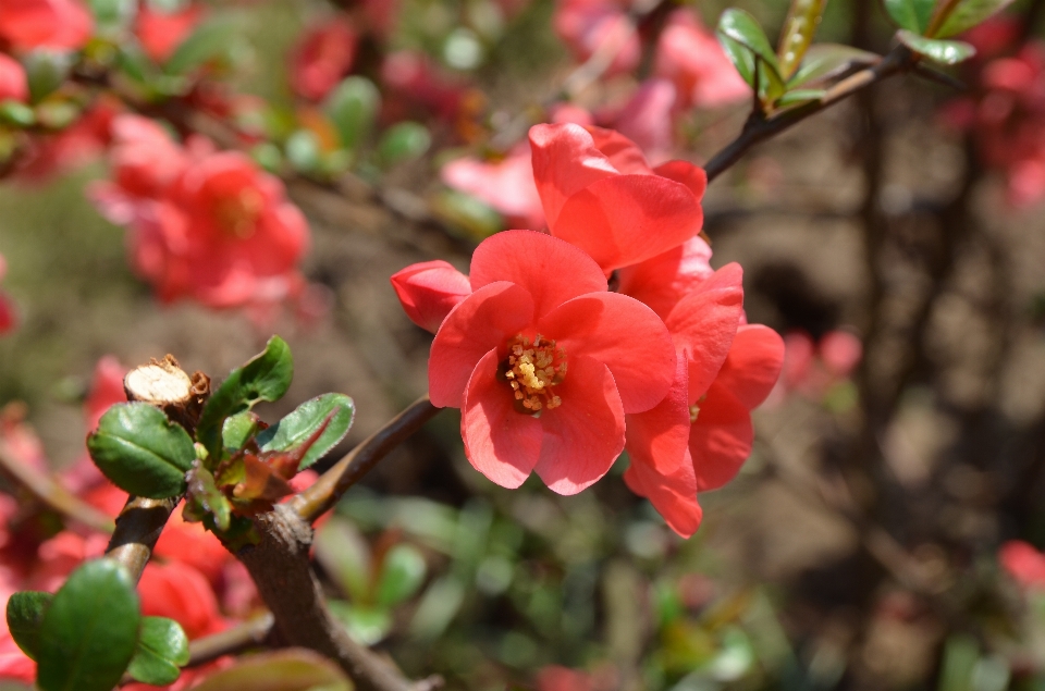 Blüte anlage blatt blume