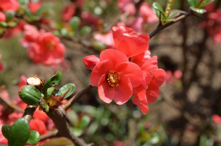 Blossom plant leaf flower Photo