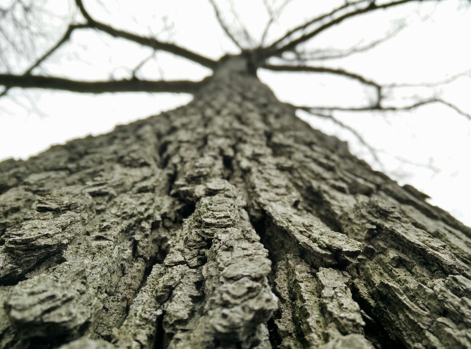 Albero natura ramo bianco e nero
