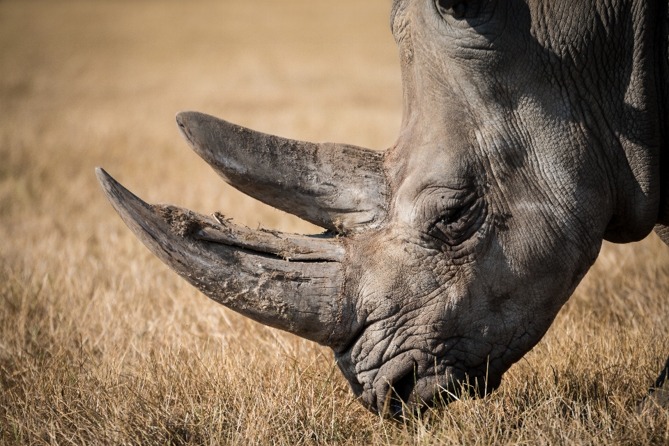 Natur tier tierwelt wild