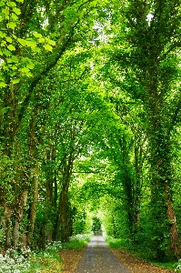 Tree nature forest path Photo