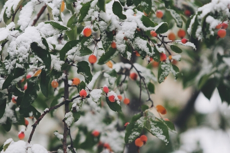 Tree branch blossom snow Photo