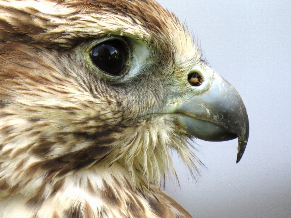 Burung sayap margasatwa paruh