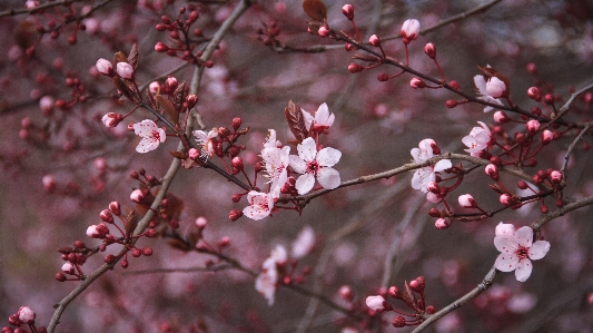 木 ブランチ 花 植物 写真