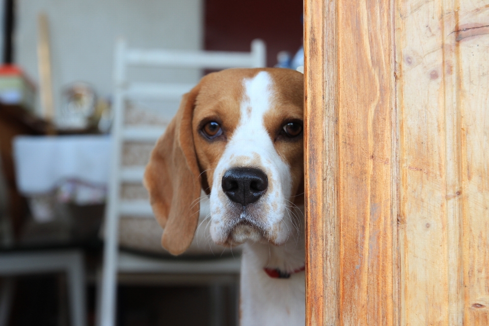 子犬 犬 哺乳類 猟犬