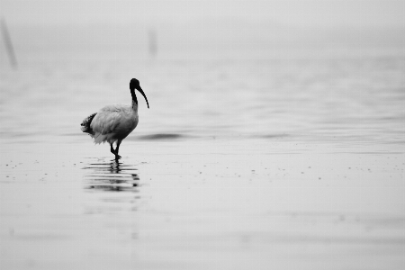 Photo Plage eau océan oiseau