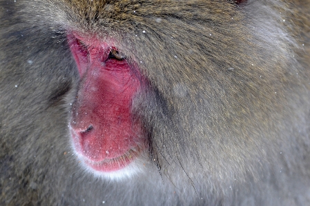 Foto Animale animali selvatici mammifero scimmia