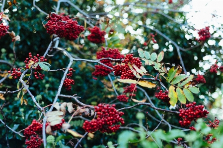 Tree outdoor branch blossom Photo