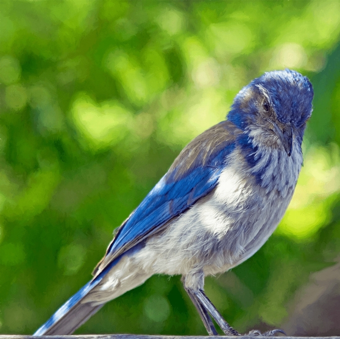 Nature bird wing wildlife