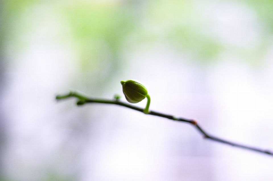 Natur zweig blüte tau