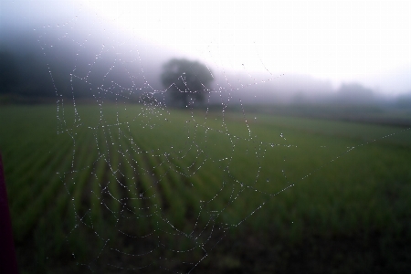 Foto Natura erba rugiada campo