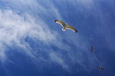 Photo Mer oiseau aile nuage